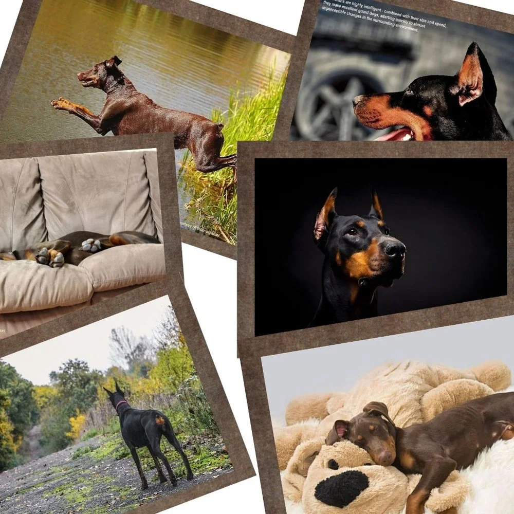 Doberman Calendar 2026 Doberman Pinscher Wall Calendar Dobie Calendar